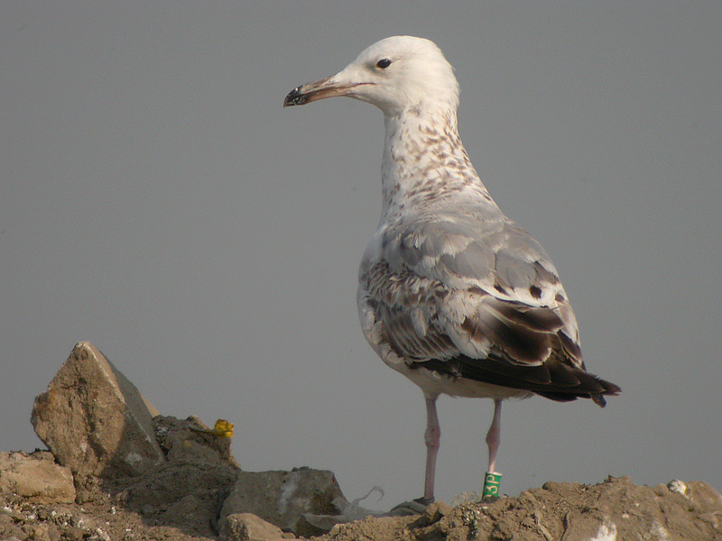 DSCN5920.jpg