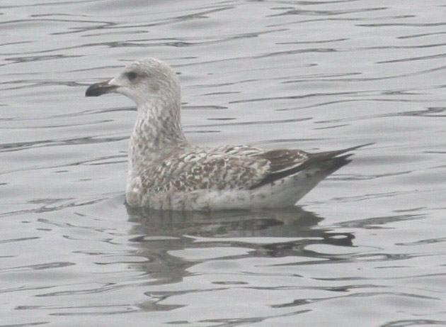 Larus KK 1.jpg