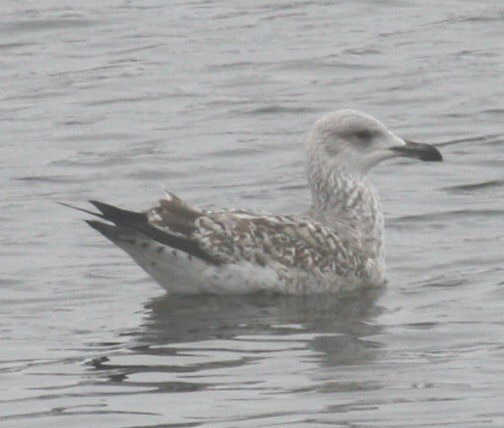 Larus KK 2.jpg