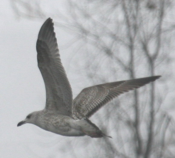 Larus KK 3.jpg