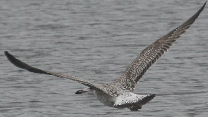 Larus KK 4a.jpg