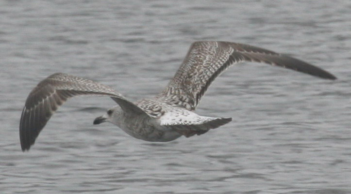 Larus KK 5.jpg